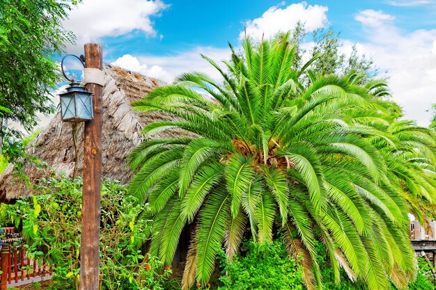 Beau paysage de jungle tropicale humide.