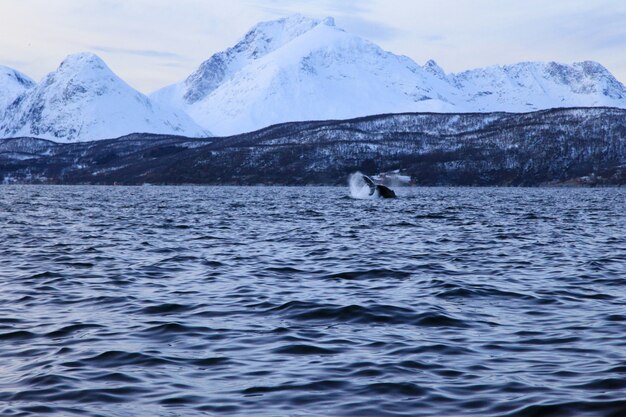 Beau paysage de lac d'hiver avec une baleine ou une orque
