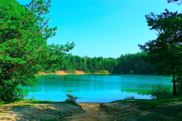 Beau paysage avec lac pittoresque dans la forêt