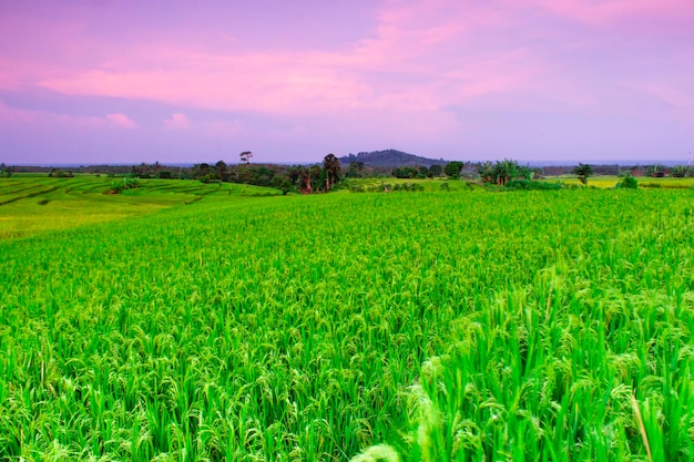 Beau paysage matinal avec une atmosphère fraîche dans les rizières d'un petit village