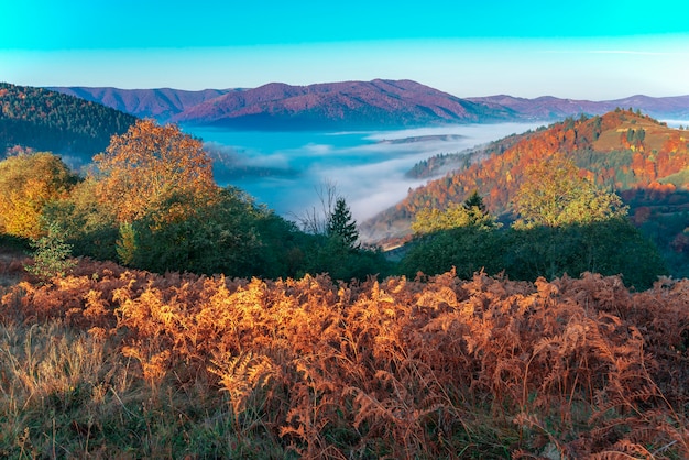 Beau paysage matinal avec des montagnes brumeuses d'automne.
