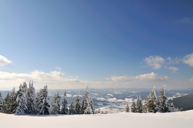 Beau paysage de montagne avec des arbres enneigés