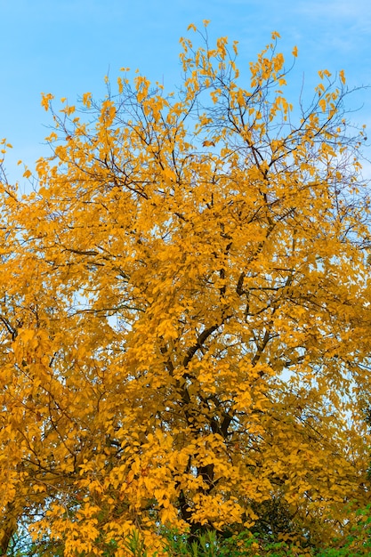 Beau paysage de montagne d'automne avec des arbres dorés colorés