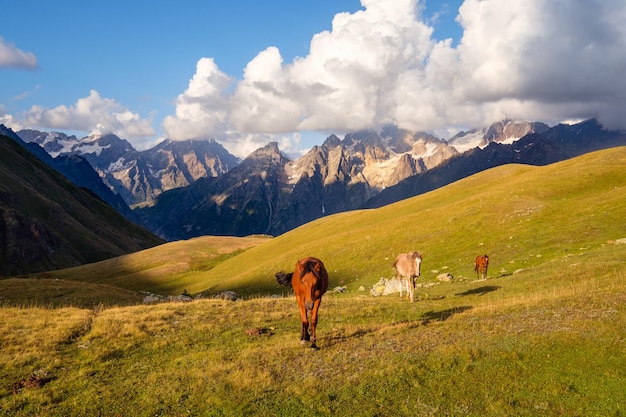 Beau paysage de montagne avec des chevaux sauvages à Svaneti Géorgie