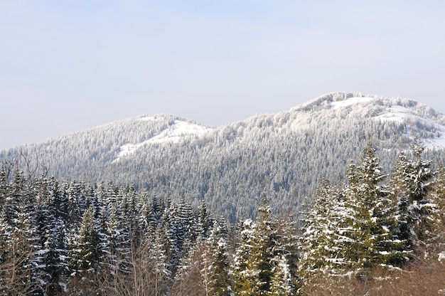 Beau paysage de montagne d'hiver avec forêt