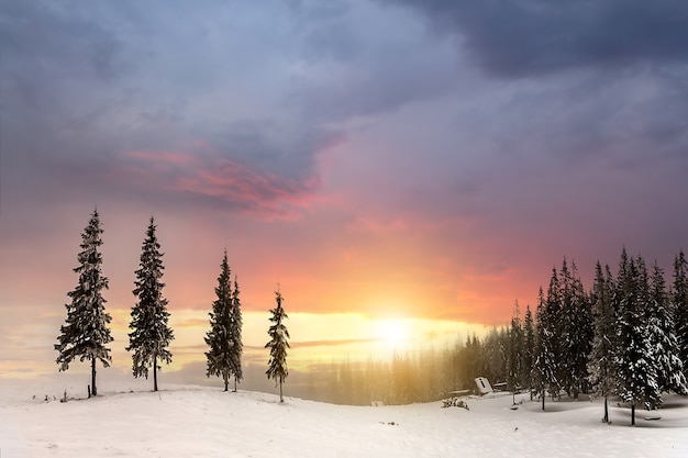 Beau paysage de montagne d'hiver. Grands épinettes vert foncé couvertes de neige sur les sommets des montagnes au coucher du soleil.