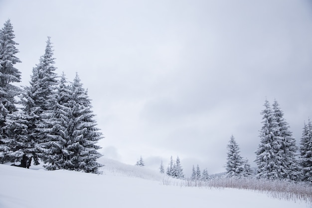 Beau paysage de montagne d'hiver. Paysage d'hiver avec de la neige fraîche dans une forêt de montagne