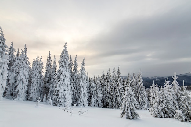 Beau paysage de montagne d'hiver