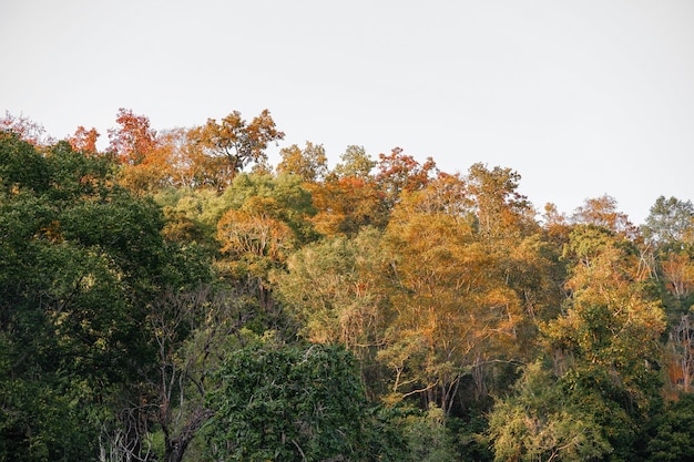 Beau paysage de montagne magnifique forêt d'automne avec des feuilles colorées dans la nature