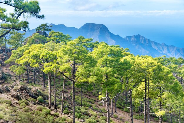 Beau paysage de montagne nature des îles Canaries avec des pins verts au premier plan