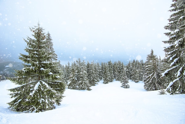 Beau paysage de montagne par une chaude journée ensoleillée