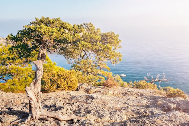 beau paysage de montagne pittoresque avec vue sur les conifères et la mer, montagne rocheuse avec des arbres sur fond de mer et de ciel bleu, tourisme de saison, été