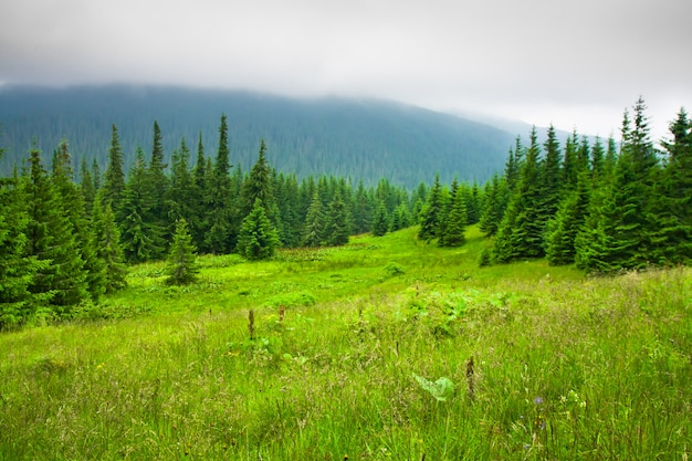 Beau paysage de montagne