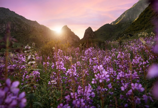 Beau paysage de montagnes avec champ violet