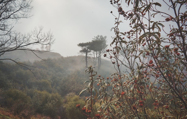 beau paysage mystique avec brouillard en automne