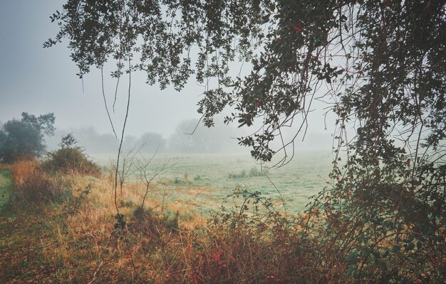 beau paysage mystique avec brouillard en automne