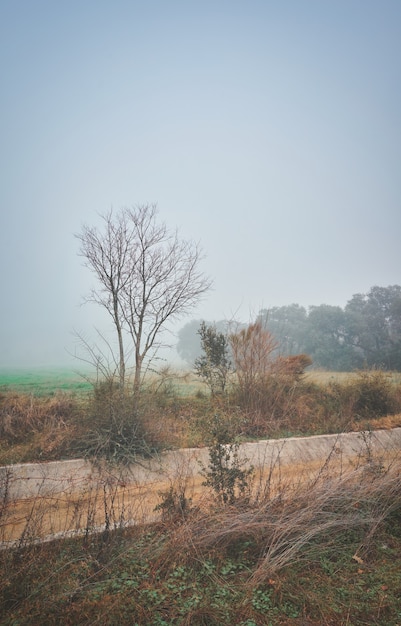 beau paysage mystique avec brouillard en automne