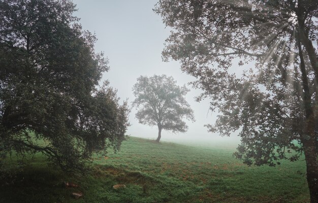 beau paysage mystique avec brouillard en automne