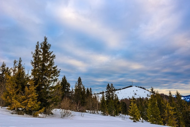 Beau paysage mystique de conifères