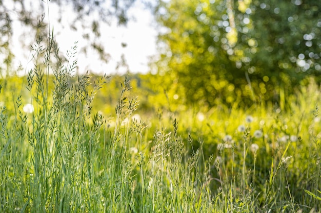 Beau Paysage De Nature écologie Gros Plan Avec Prairie. Fond Abstrait D'herbe De Coucher Du Soleil D'automne.