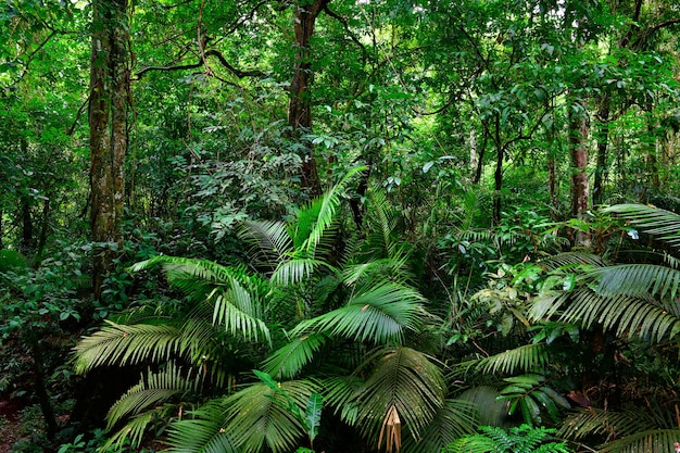 Photo beau paysage nature de la forêt tropicale humide en thaïlande.