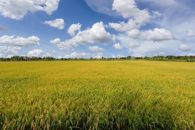 Beau paysage de nature rurale avec un champ vert dans la région près de Bangkok avec un ciel bleu en arrière-plan Nonthaburi Thaïlande