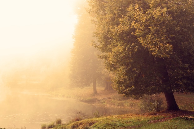 Beau paysage naturel avec arbre dans le brouillard au bord du lac