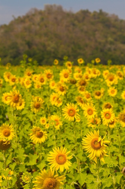 Beau paysage naturel avec des champs de tournesol.