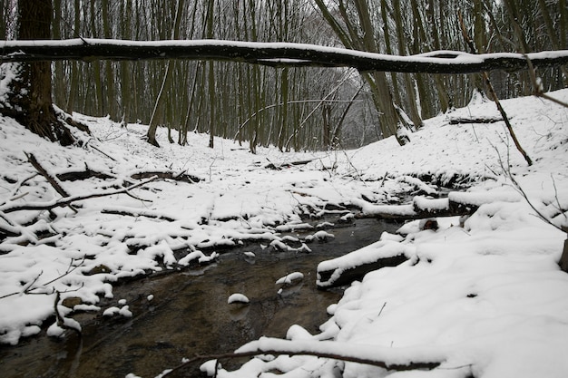 Photo beau paysage naturel avec petit ruisseau