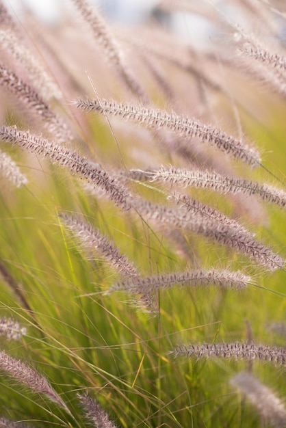 Beau paysage naturel prairie alpine. Gros plan d'herbe avec des rayons de soleil