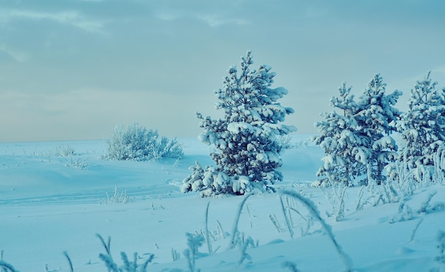 Beau paysage de Noël, dunes de bord de mer de forêt de pins d'hiver