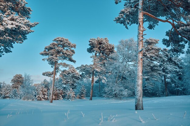 Beau paysage de Noël, hiver la forêt de pins