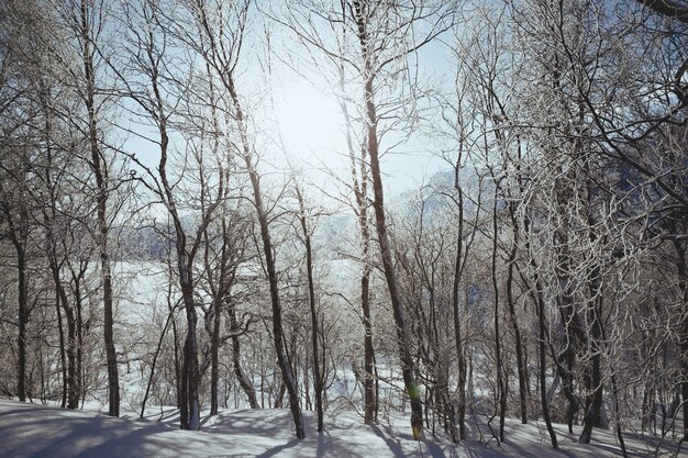 Beau paysage norvégien aux îles Lofoten. Norvège. matin d'hiver dans les montagnes. arbres en givre