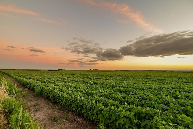 Beau paysage nuageux spectaculaire sur un champ agricole cultivé en Uruguay Juan Lacaze Colonia