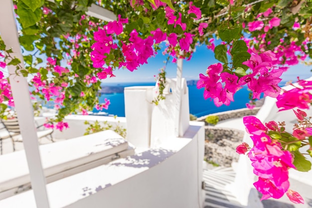 Beau paysage panoramique de la station balnéaire de luxe de l'île de Santorin Oia et fleurs bleues avec vue sur la mer
