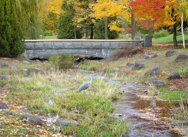 Photo beau paysage pendant la saison des feuilles d'automne dans le parc