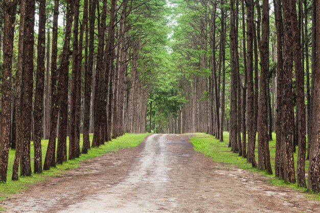 Beau paysage de pin sur la forêt tropicale dans la matinée