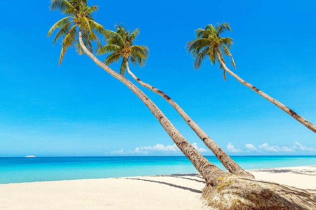 Beau paysage de plage tropicale Cocotiers mer voilier et sable blanc