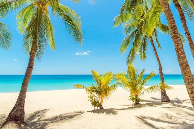 Beau paysage de plage tropicale Cocotiers mer voilier et sable blanc