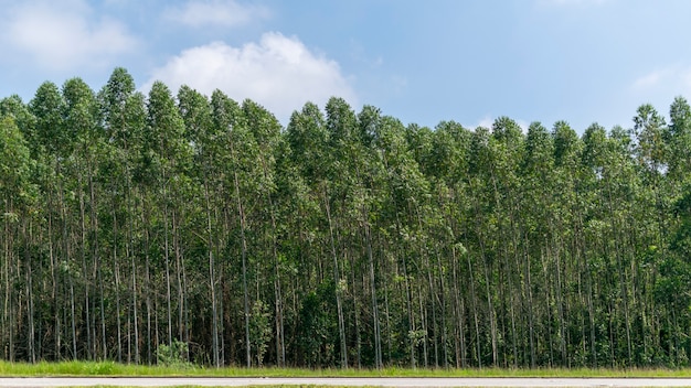 Beau paysage de plantation d'eucalyptus