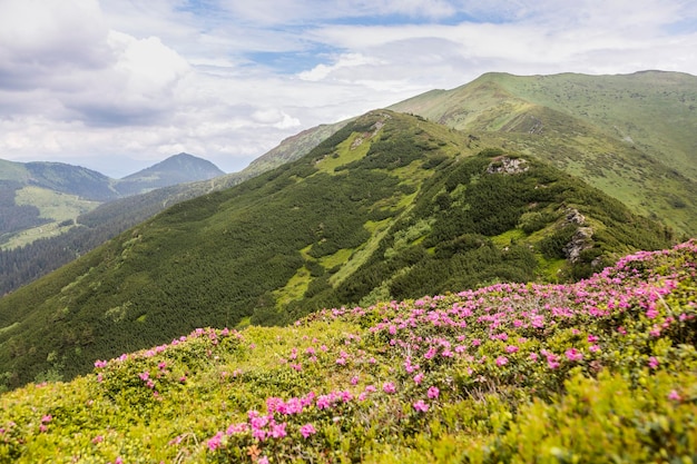 Beau paysage des plus hautes montagnesRhododendron Alpine Rose Blooming par les sentiers des Carpates