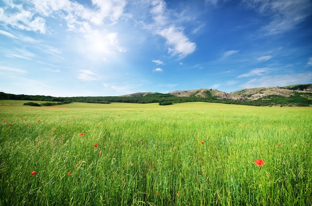 Beau paysage de prairie. Composition de la nature.