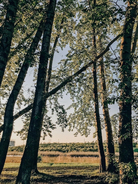 Beau paysage de printemps avec des arbres