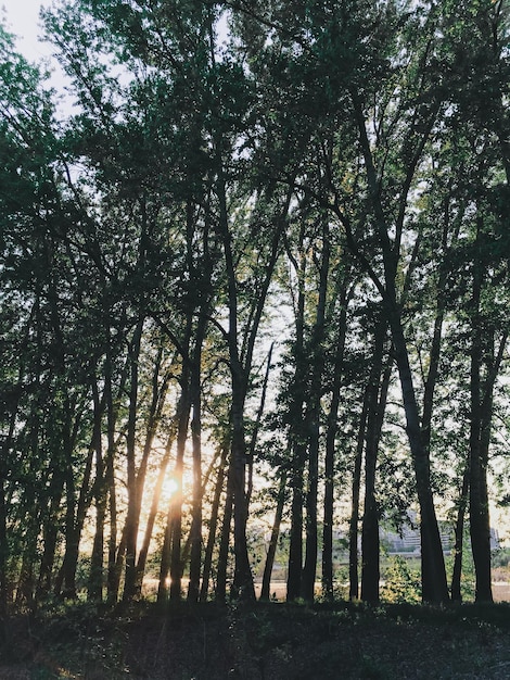 Photo beau paysage de printemps avec des arbres