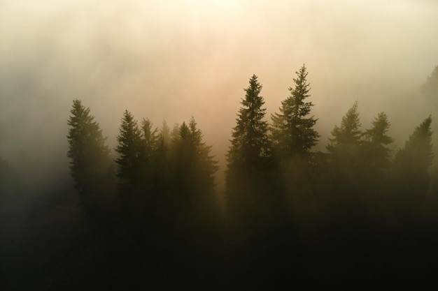 Beau paysage avec des rayons lumineux qui brillent à travers des bois sombres et brumeux avec des arbres à feuilles persistantes le matin d'automne. Belle forêt sauvage à l'aube