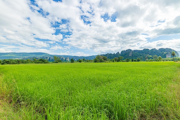 Beau paysage de rizières et de montagnes, champ de riz vert avec fond de montagnes sous bleu