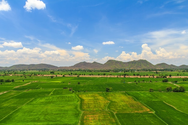 Beau paysage de rizières en Thaïlande.