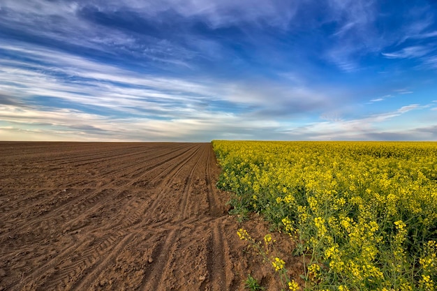 Un beau paysage rural sur un champ inculte et colza en fleurs