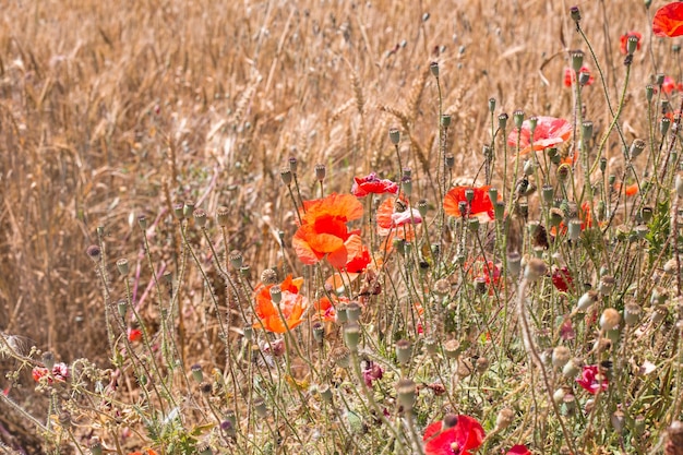 Beau paysage rural Les coquelicots rouges fleurissent sur un champ de blé mûr