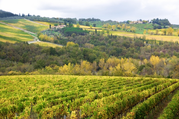 Beau paysage toscan de vignoble et de collines en automne, Chianti, Italie